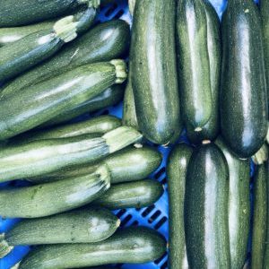 Courgette VERTE (env. 1kg)