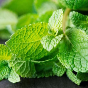 Menthe (botte)